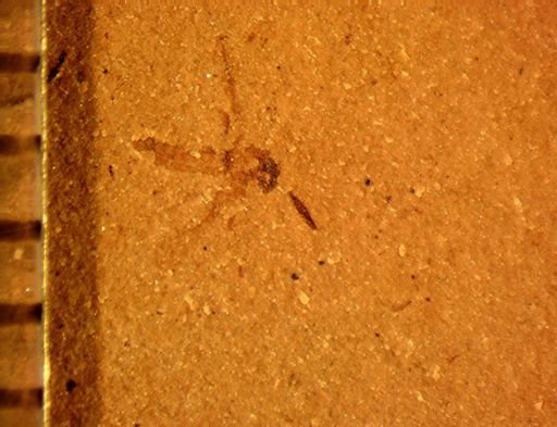 undet. Diptera