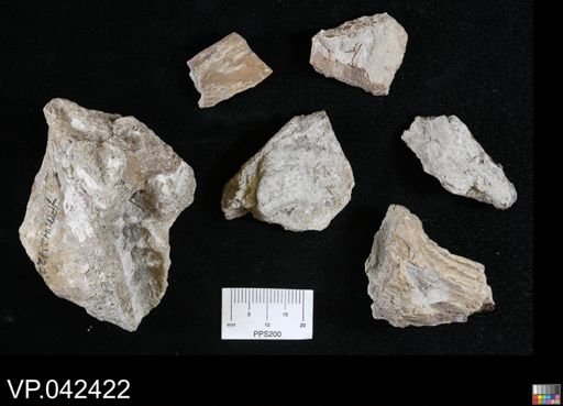 undet. Actinopterygii