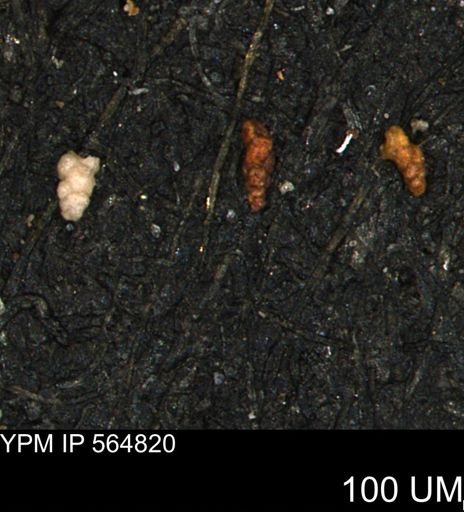 Verneuilinoides kansasensis