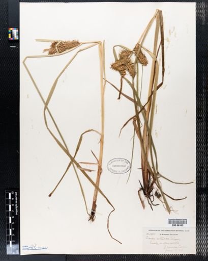 Carex retrorsa