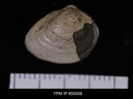 Limopsis striatopunctatus