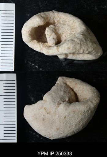 undet. Gastropoda