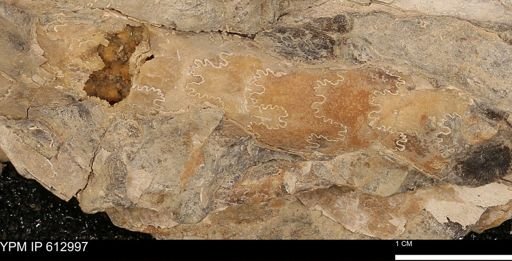 Baculites sp.
