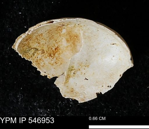 Crepidula fornicata