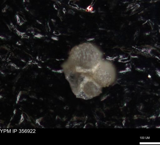 undet. Foraminiferida