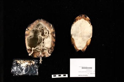 Glyptemys insculpta