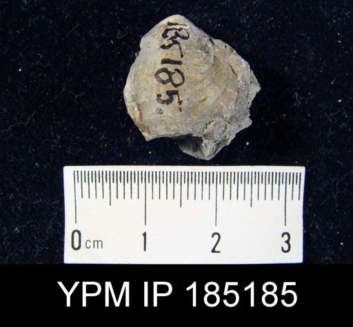 undet. Brachiopoda