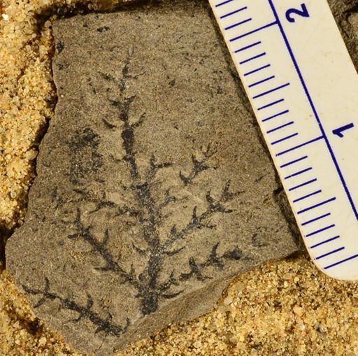 Asterophyllites sp.