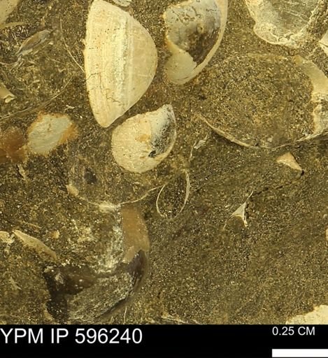 Limopsis? striatopunctatus