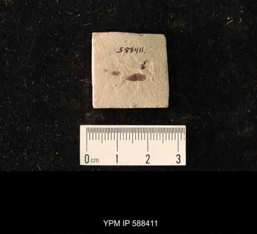 undet. Hemiptera