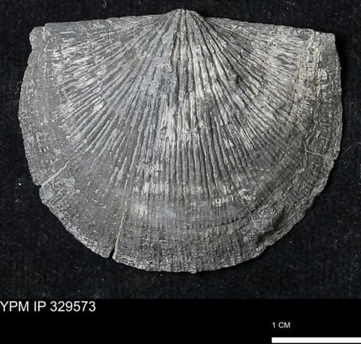 Stropheodonta demissa