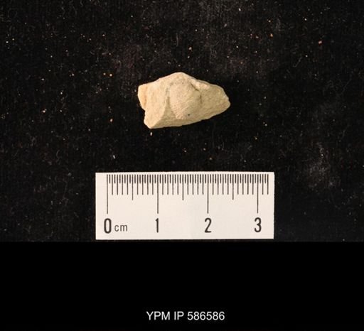 Finkelnburgia osceola