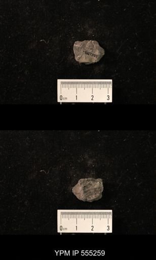 Productus cora
