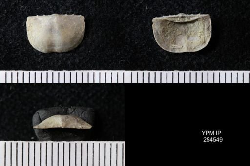Chonetes sp.