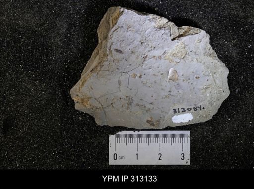 Corbicula