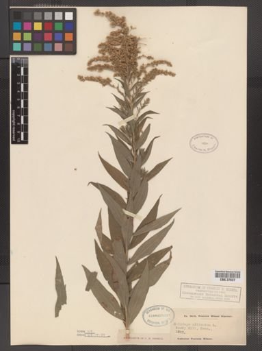 Solidago altissima