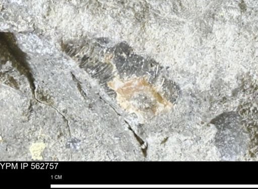undet. Bivalvia