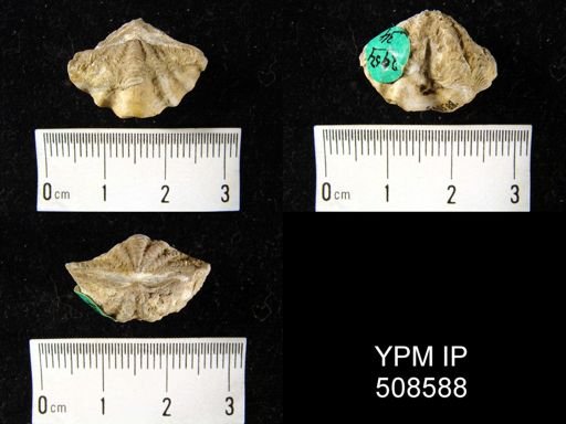 Delthyris sp.