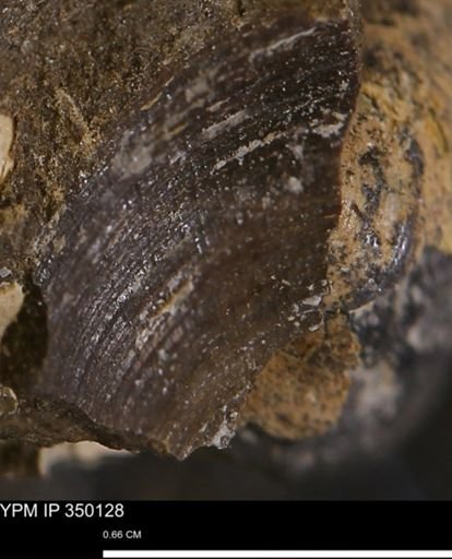 undet. Bivalvia