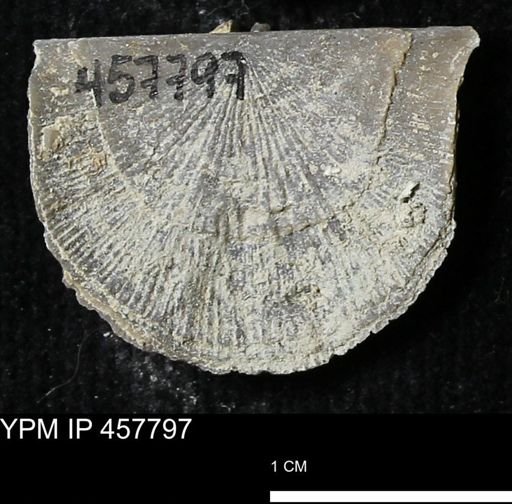 Strophodonta sp.