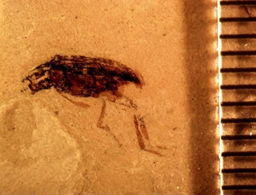 undet. Coleoptera