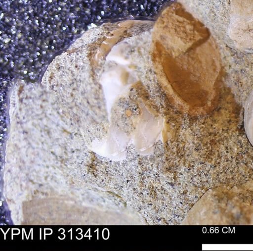 Corbicula sp.
