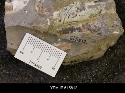 Baculites sp.