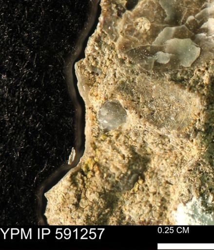 undet. Bivalvia