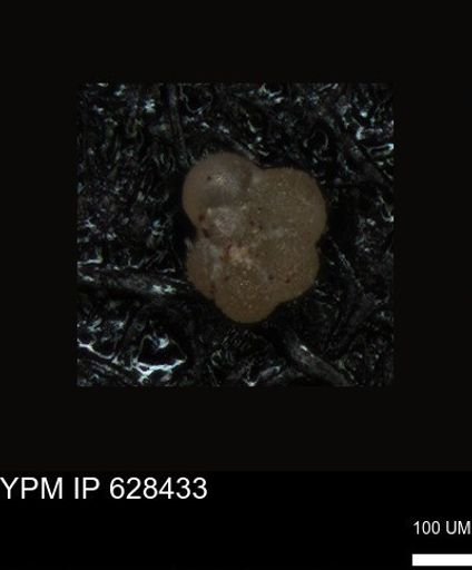 undet. Foraminiferida