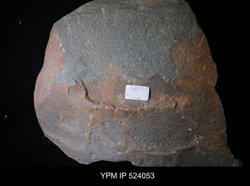 Aegirocassis sp.
