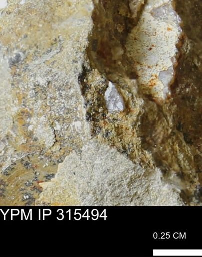 undet. Mollusca