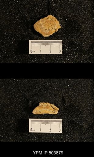 Astartella concentrica