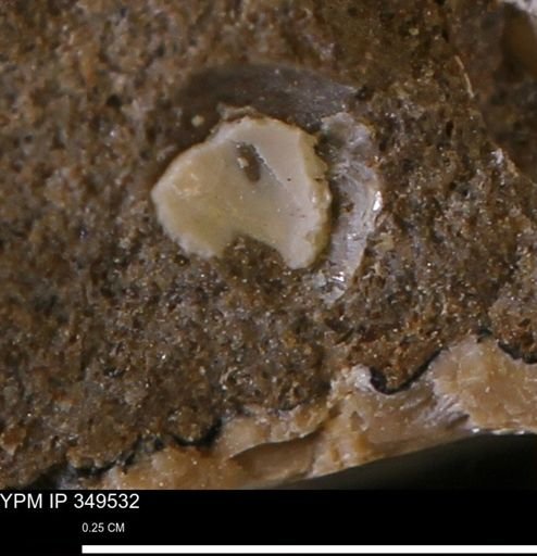 undet. Mollusca