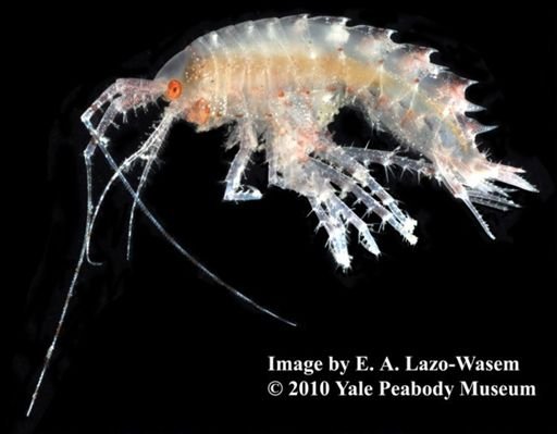 Paradexamine fissicauda