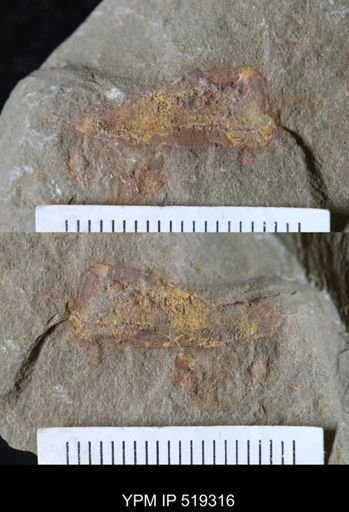 undet. Hyolithida