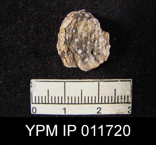 Marginifera opima
