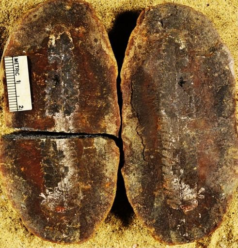 Pecopteris
