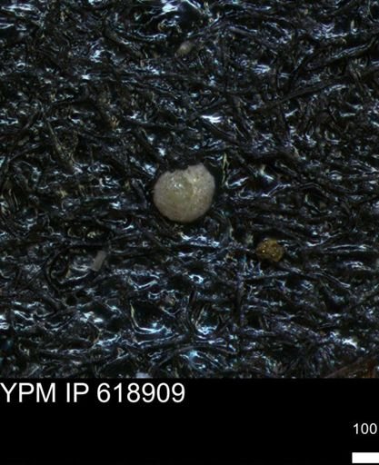 undet. Foraminiferida