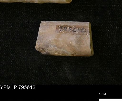 Baculites sp.