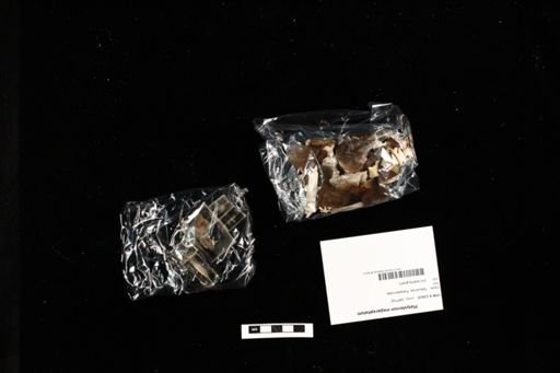 Platysternon megacephalum