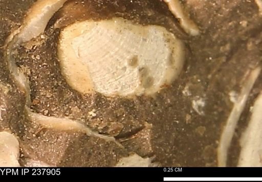 Limopsis striatopunctatus