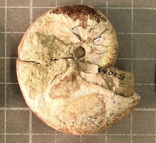 Hoploscaphites nicolletii
