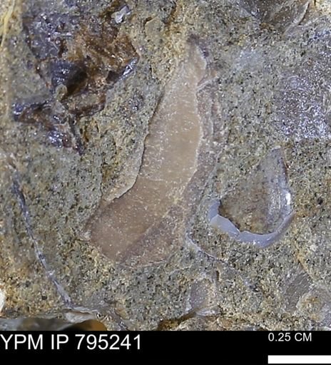 undet. Bivalvia