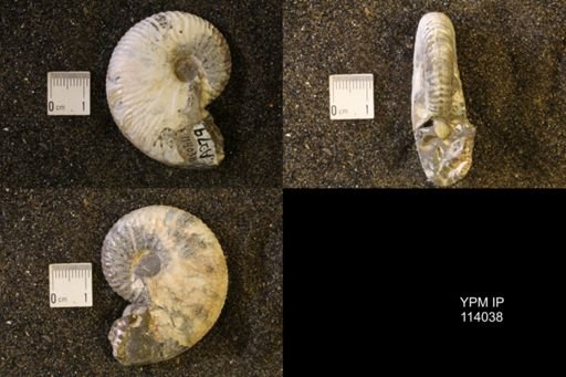 Hoploscaphites nicolletii