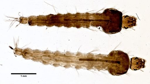 Anopheles koliensis