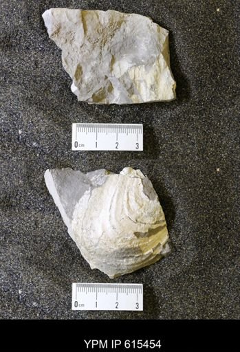 Inoceramus sp.
