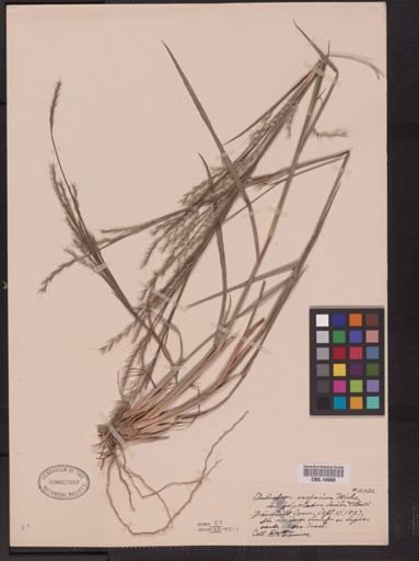Schizachyrium scoparium