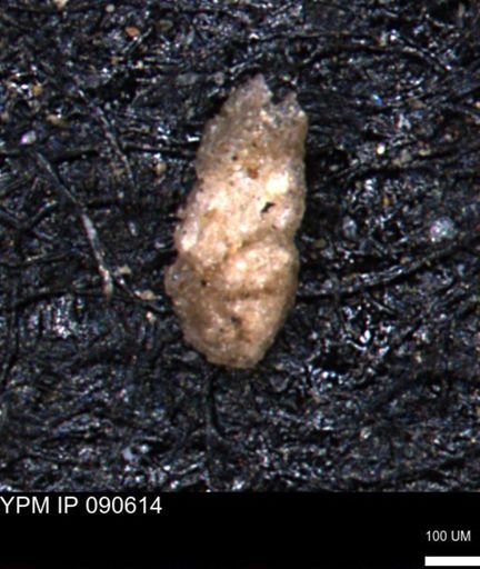 Ammobaculites obliquus