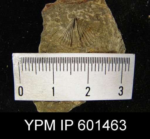 Platyrachella sp.