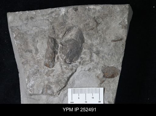 undet. Eurypterida